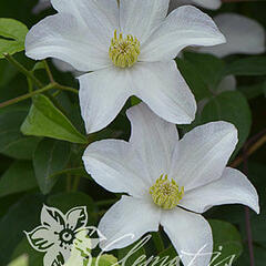 Plamének 'Huldine' - Clematis 'Huldine'