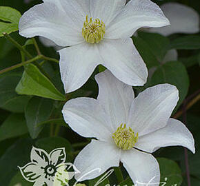 Plamének 'Huldine' - Clematis 'Huldine'