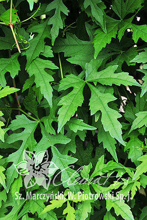 Révovník (loubinec) omějolistý - Ampelopsis aconitifolia