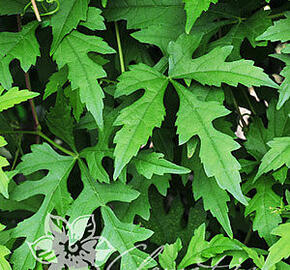 Révovník (loubinec) omějolistý - Ampelopsis aconitifolia