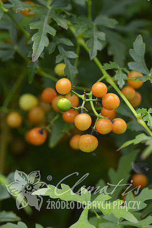 Révovník (loubinec) omějolistý - Ampelopsis aconitifolia