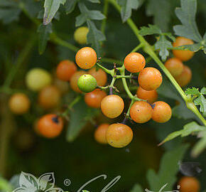 Révovník (loubinec) omějolistý - Ampelopsis aconitifolia