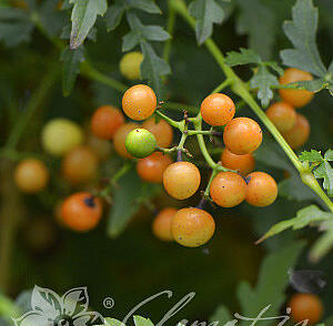 Révovník, loubinec omějolistý