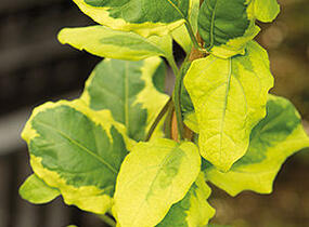 Zimolez japonský 'Kogel-mogel' - Lonicera japonica 'Kogel-mogel'