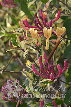 Zimolez ovíjivý 'Harlequin' - Lonicera periclymenum 'Harlequin'