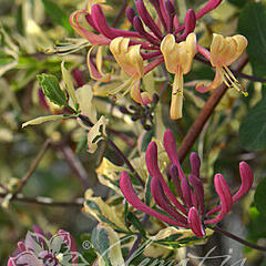 Zimolez ovíjivý 'Harlequin' - Lonicera periclymenum 'Harlequin'