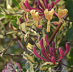 Zimolez ovíjivý 'Harlequin'