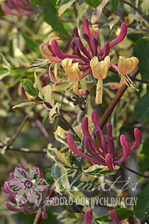 Zimolez ovíjivý 'Harlequin' - Lonicera periclymenum 'Harlequin'