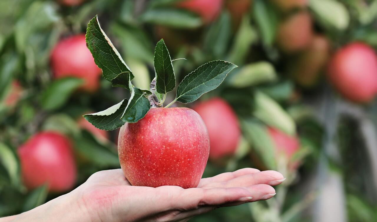 Kdy začne plodit jabloň?