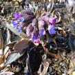 Plicník úzkolistý 'Blaues Meer' - Pulmonaria angustifolia 'Blaues Meer'