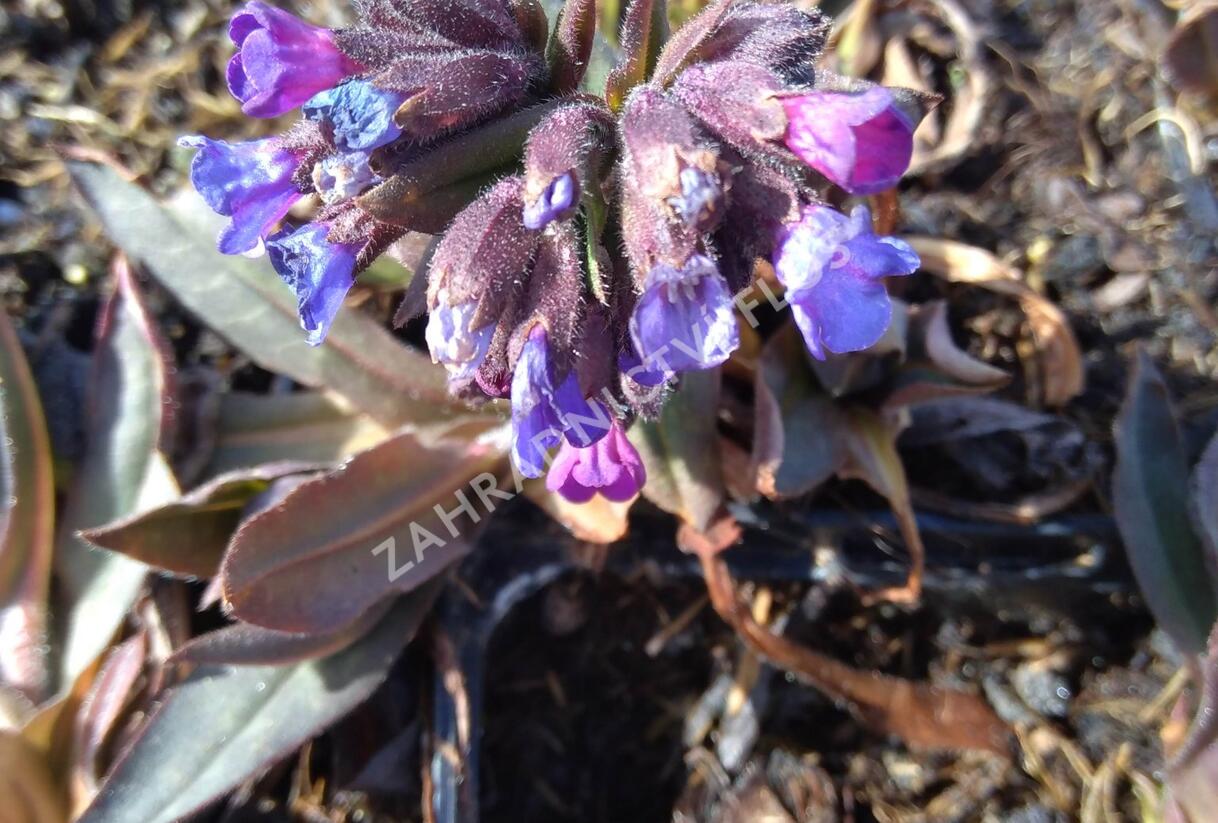 Plicník úzkolistý 'Blaues Meer' - Pulmonaria angustifolia 'Blaues Meer'