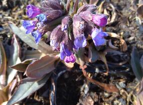 Plicník úzkolistý 'Blaues Meer' - Pulmonaria angustifolia 'Blaues Meer'