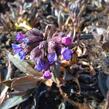 Plicník úzkolistý 'Blaues Meer' - Pulmonaria angustifolia 'Blaues Meer'