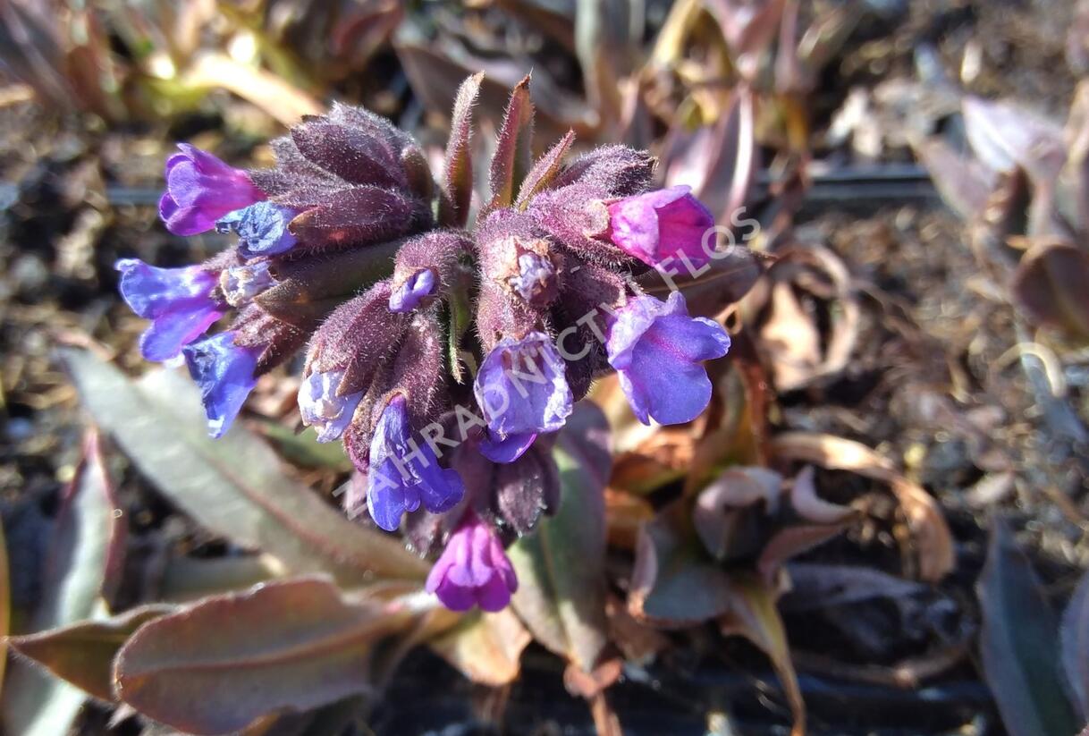 Plicník úzkolistý 'Blaues Meer' - Pulmonaria angustifolia 'Blaues Meer'