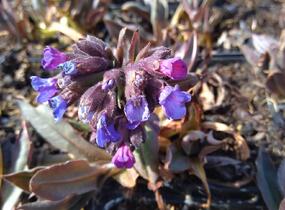 Plicník úzkolistý 'Blaues Meer' - Pulmonaria angustifolia 'Blaues Meer'
