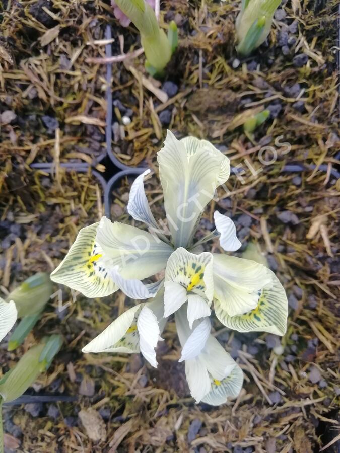 Kosatec síťkovaný 'Katharine Hodgkin' - Iris 'Katharine Hodgkin'