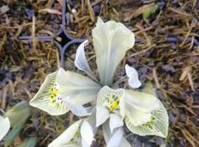 Kosatec síťkovaný 'Katharine Hodgkin' - Iris 'Katharine Hodgkin'