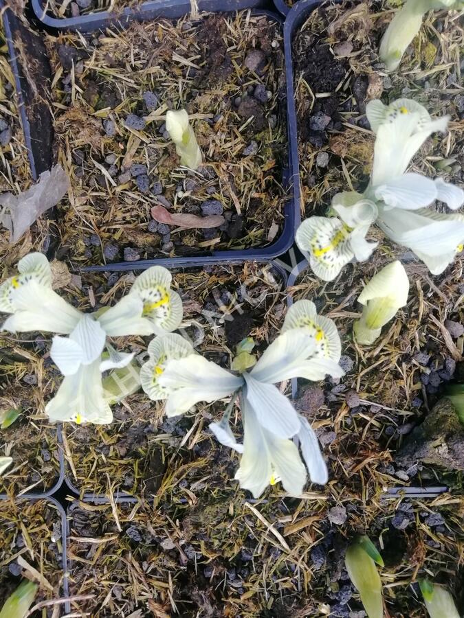 Kosatec síťkovaný 'Katharine Hodgkin' - Iris 'Katharine Hodgkin'
