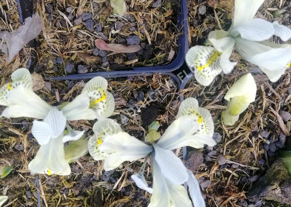 Kosatec síťkovaný 'Katharine Hodgkin' - Iris 'Katharine Hodgkin'