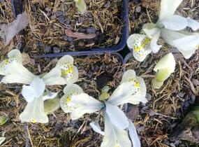 Kosatec síťkovaný 'Katharine Hodgkin' - Iris 'Katharine Hodgkin'