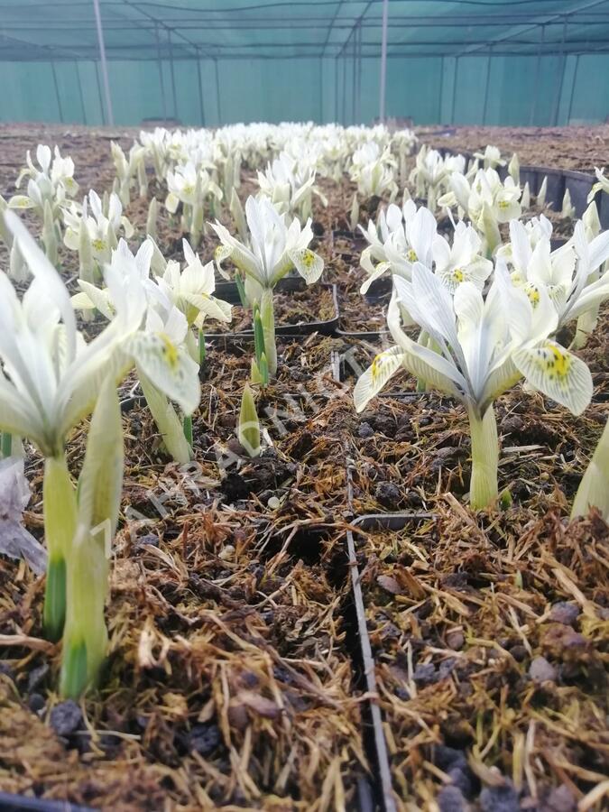 Kosatec síťkovaný 'Katharine Hodgkin' - Iris 'Katharine Hodgkin'