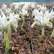 Kosatec síťkovaný 'Katharine Hodgkin' - Iris 'Katharine Hodgkin'