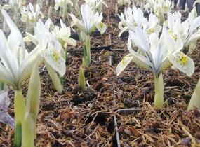 Kosatec síťkovaný 'Katharine Hodgkin' - Iris 'Katharine Hodgkin'