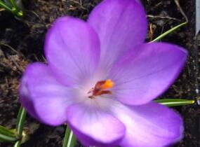 Krokus, šafrán Tommasiniho 'Ruby Giant' - Crocus tommasinianus 'Ruby Giant'