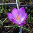 Krokus, šafrán Tommasiniho 'Ruby Giant' - Crocus tommasinianus 'Ruby Giant'