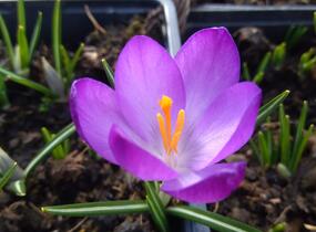 Krokus, šafrán Tommasiniho 'Ruby Giant' - Crocus tommasinianus 'Ruby Giant'