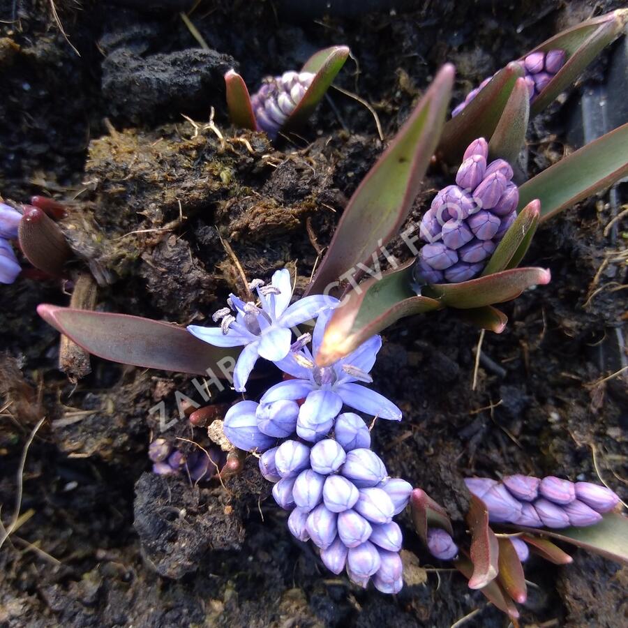 Ladoňka dvoulistá - Scilla bifolia