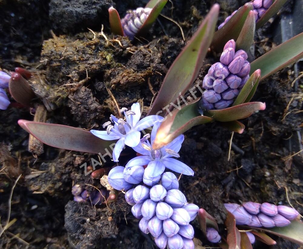 Ladoňka dvoulistá - Scilla bifolia