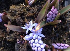 Ladoňka dvoulistá - Scilla bifolia