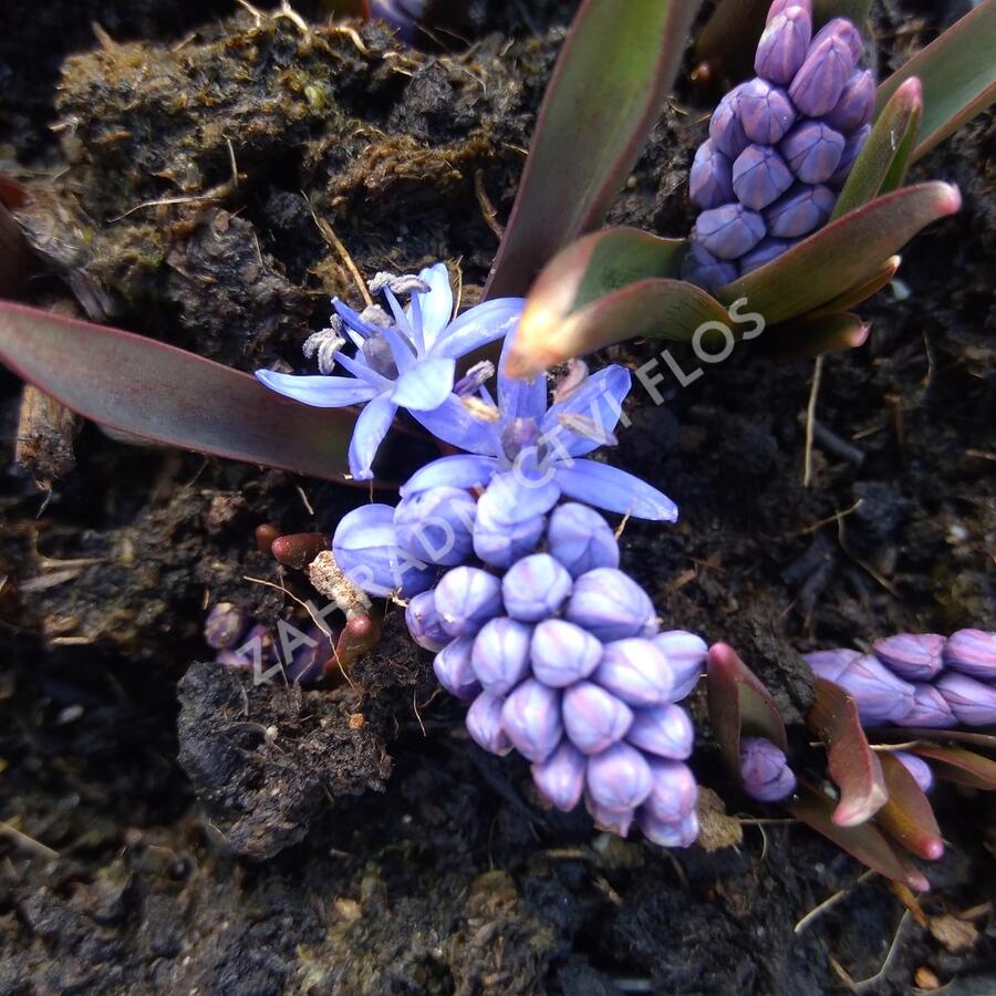 Ladoňka dvoulistá - Scilla bifolia