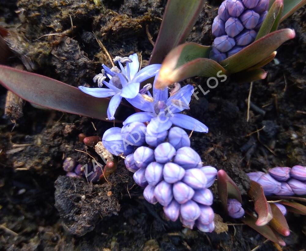 Ladoňka dvoulistá - Scilla bifolia