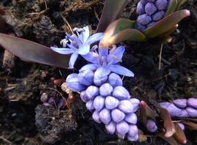 Ladoňka dvoulistá - Scilla bifolia