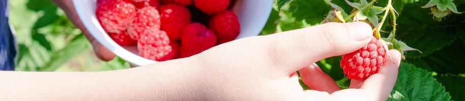 maliník sběr plody