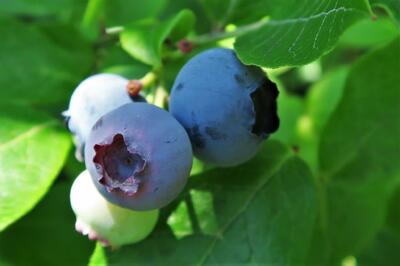 Vaccinium corymbosum (2)