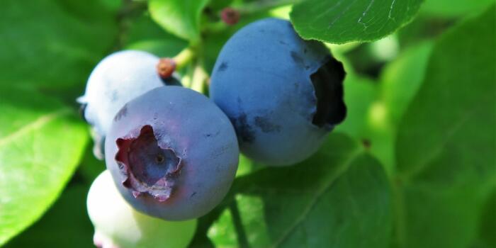 Vaccinium corymbosum (2)