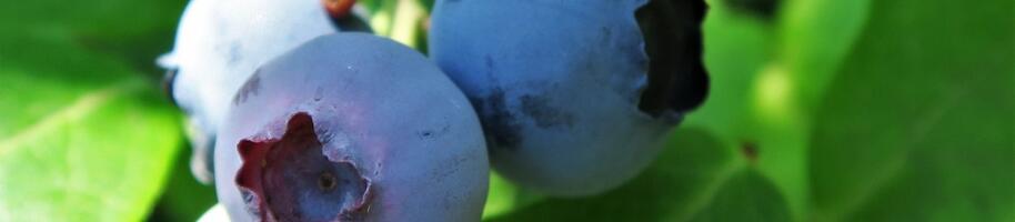 Vaccinium corymbosum (2)