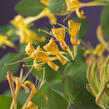 Zimolez 'Mandarin' - Lonicera 'Mandarin'