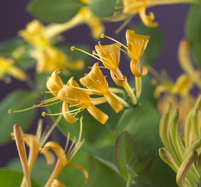 Zimolez 'Mandarin' - Lonicera 'Mandarin'