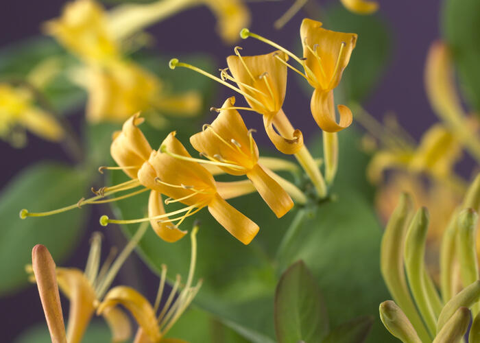 Zimolez 'Mandarin' - Lonicera 'Mandarin'