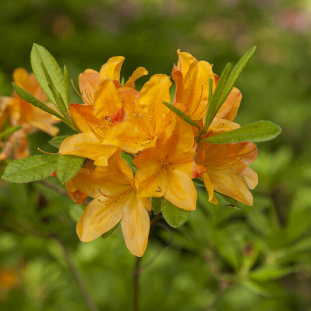 Pěnišník měkký 'Hortulanus H. Witte' - Azalea mollis 'Hortulanus H. Witte'