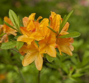 Pěnišník měkký 'Hortulanus H. Witte' - Azalea mollis 'Hortulanus H. Witte'