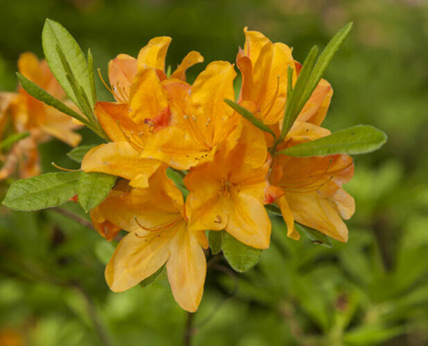 Pěnišník měkký 'Hortulanus H. Witte' - Azalea mollis 'Hortulanus H. Witte'