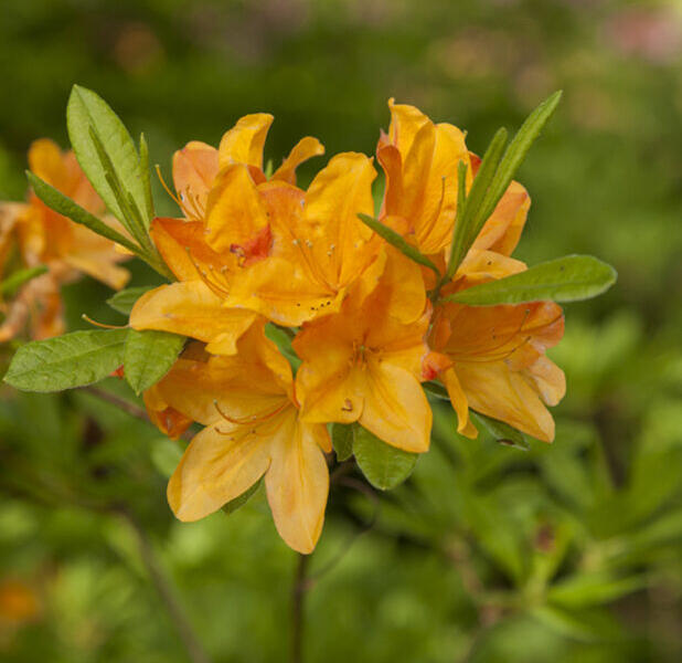 Pěnišník měkký 'Hortulanus H. Witte' - Azalea mollis 'Hortulanus H. Witte'