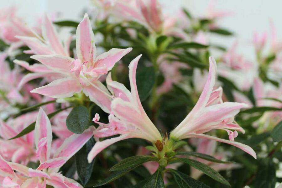 Azalka japonská 'Pink Spider' - Azalea japonica 'Pink Spider'