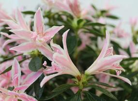Azalka japonská 'Pink Spider' - Azalea japonica 'Pink Spider'