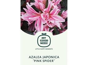 Azalka japonská 'Pink Spider' - Azalea japonica 'Pink Spider'